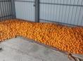 Продаю мандарины 200 -250кг собраны , есть ещё не собраны.