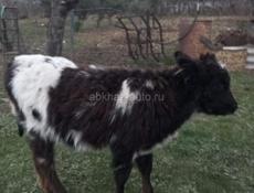 Продаю бычков