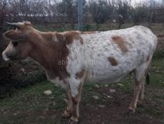Продаю бычков