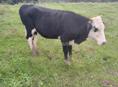 Продоётся бычок 