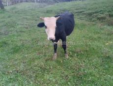 Продоётся бычок