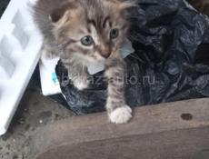 Очаровательные котятки.