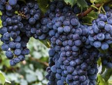 Саженцы Винограда