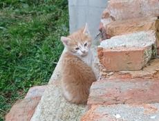 Отдам в хорошие руки 