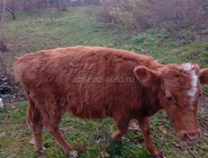 Бычу 9 месяцев 40 45   такаяжи на сите фотка подставная за 20 т настаящая цен35