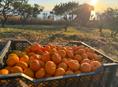 Продам мандарины 