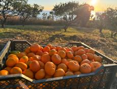 Продам мандарины 