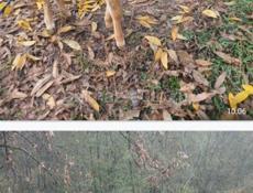 Телочка и бычок . Теленок.