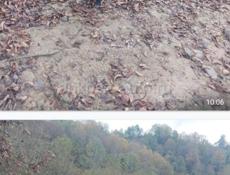 Телочка и бычок . Теленок.