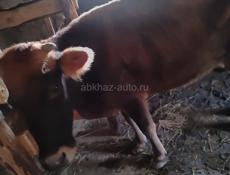 Корова на мясо