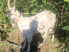 Продаётся козёл кострированный