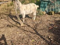 Продаётся козёл кострированный 