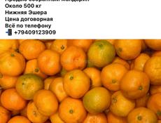 Продаю мандарин