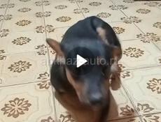 Пропала собака 🐶 .если кто ей увидит сообщите пожалуйста 🙏👍☕🙏