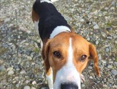 Отзовитесь чья собака 