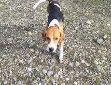 Отзовитесь чья собака 