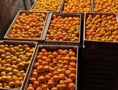 Продам 3 тонны мандарина