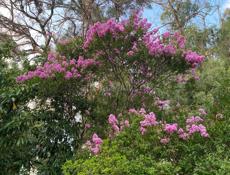 Участок 1 гектар