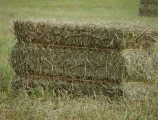 Сено люцерна и разнотравье 