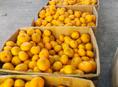 Продаю мандарины 1 тонна 