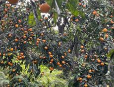 Нужный люди для сбора мандарин цена договорная 