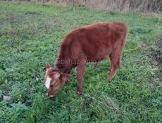 Продаётся бычок 