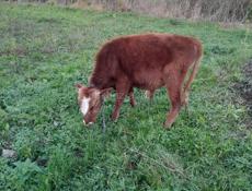 Продаётся бычок