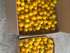 Продаю лимоны