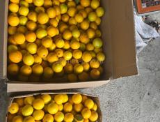 Продаю лимоны 