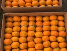 Самые лучшие мандарины. Продажа.