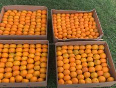 Самые лучшие мандарины. Продажа.