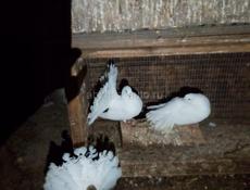 Голуби павлины