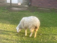 В продаже барашка