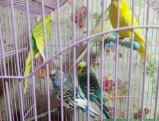 Попугай волнистый