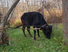 Бычок , 40 тыс . Без торга Дранда