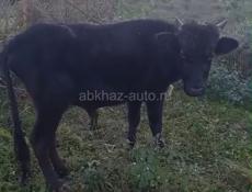 Бычок , 40 тыс . Без торга Дранда 