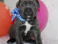 Щенки КАНЕ КОРСО 🖤🖤🖤🖤🖤🖤🖤🖤