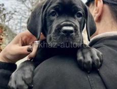 Щенки КАНЕ КОРСО 🖤🖤🖤🖤🖤🖤🖤🖤