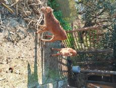 Продаю телят