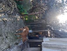 Продаю телят