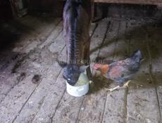 Продаю Тёлочку 