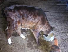 Продаю Тёлочку