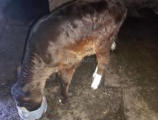 Продаю Тёлочку