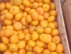 мандарин средный крупный продаю по 45 рублей, 