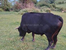 Продаю быка и коров