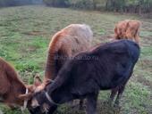 Четыре бычка, полтора года 