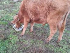 Четыре бычка, полтора года