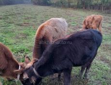 Четыре бычка, полтора года 