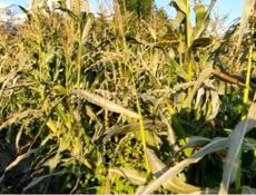 Продается чала  