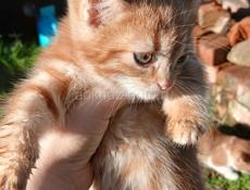 Отдам в добрые руки 